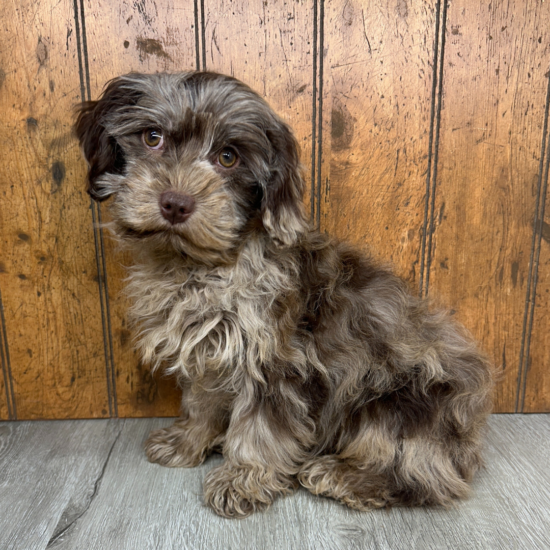 Chocolate-Merle-Cavapoo