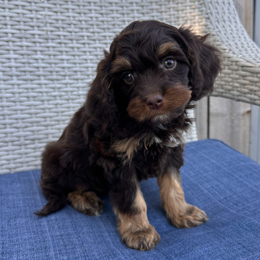 Chocolate-Cavapoo