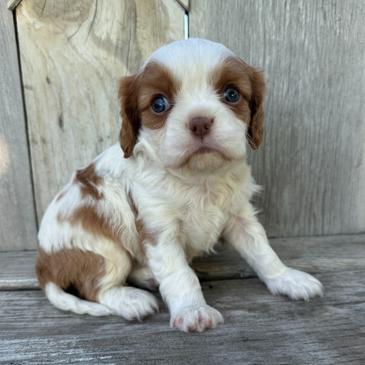 Cavalier-Puppies