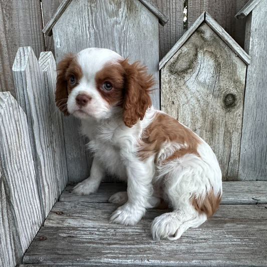 Best-Cavalier-Breeder