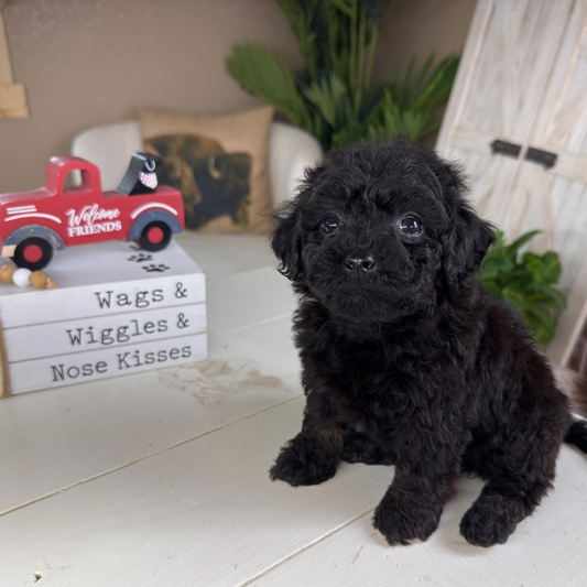 Cavapoo-Puppies