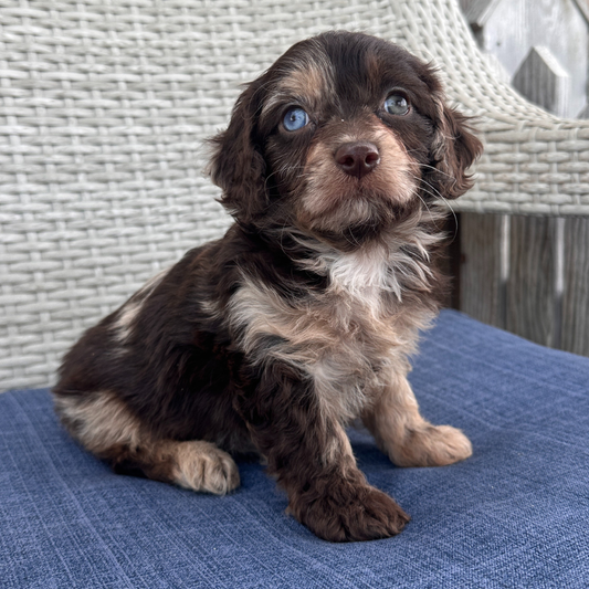 Chocolate-Merle