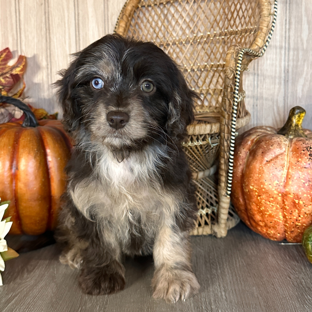Chocolate-Merle-Cavapoo