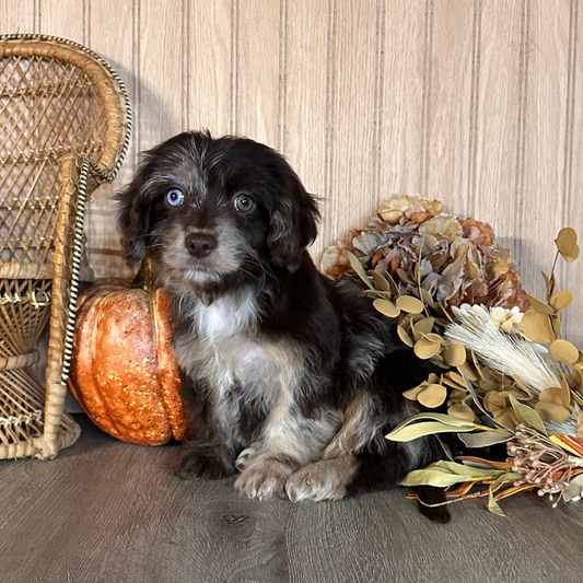 Chocolate-Merle-Cavapoo