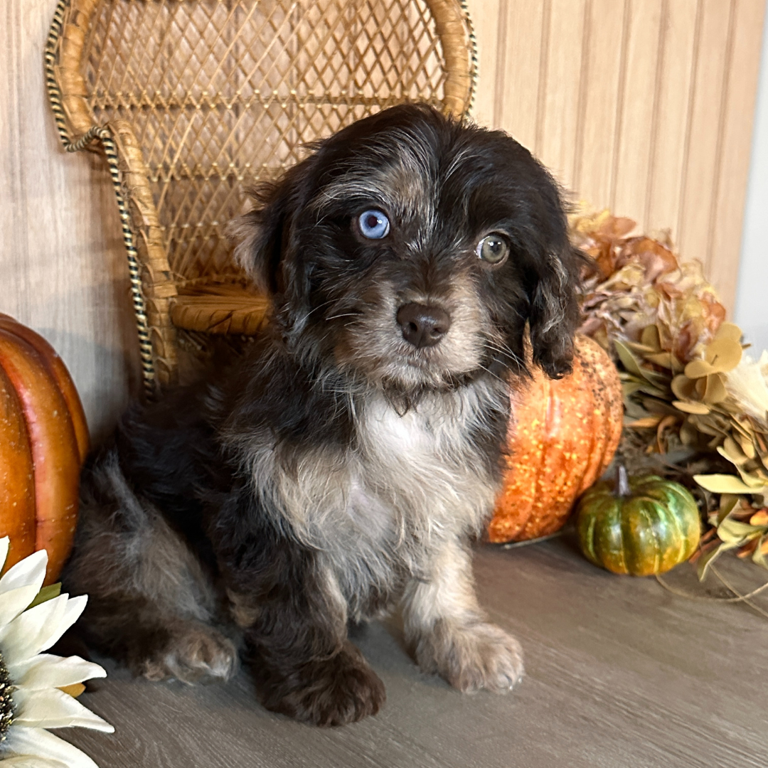 Chocolate-Merle-Cavapoo