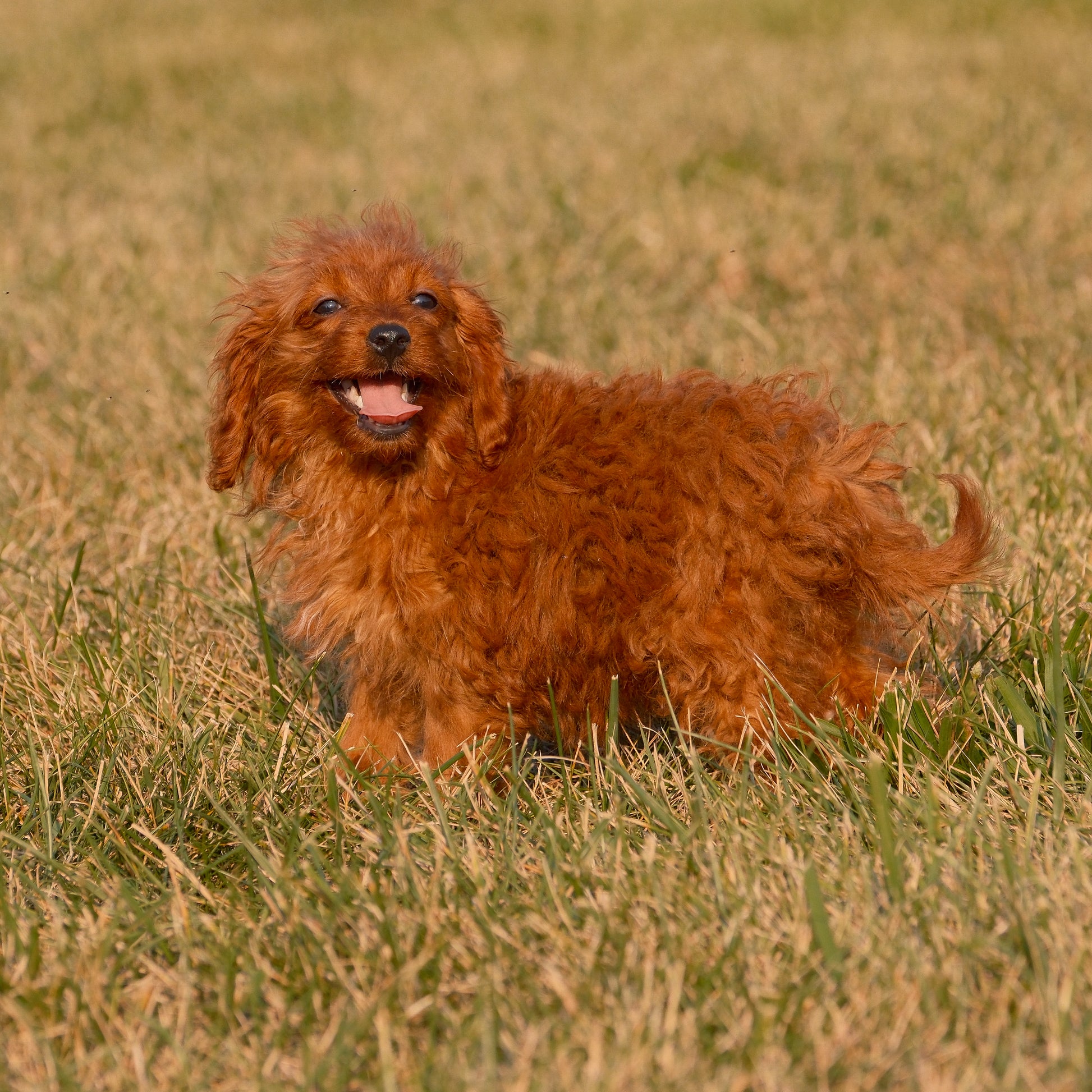 Cavapoo-Puppies