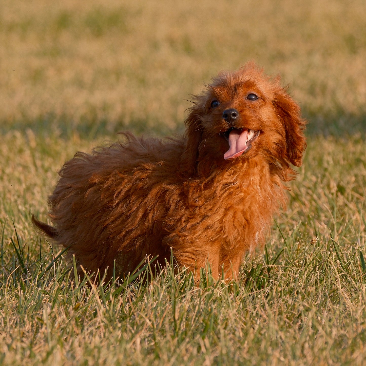 Cavapoo-Puppies