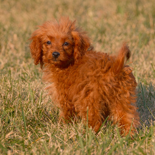 Cavapoo-Puppies