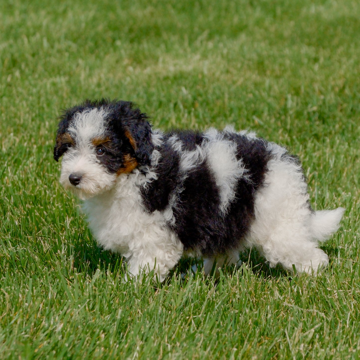 F1B-Mini-Bernedoodle