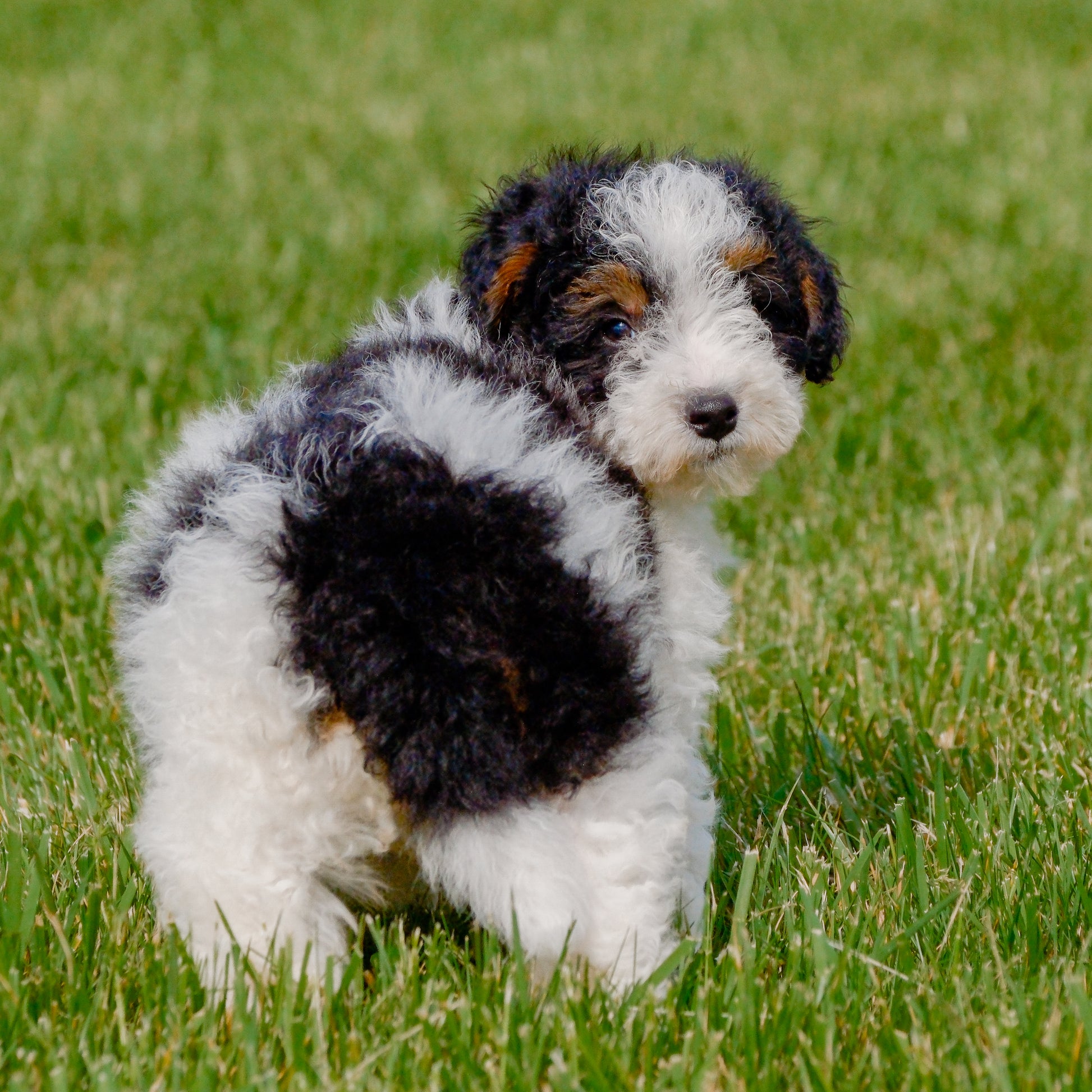 F1B-Mini-Bernedoodle