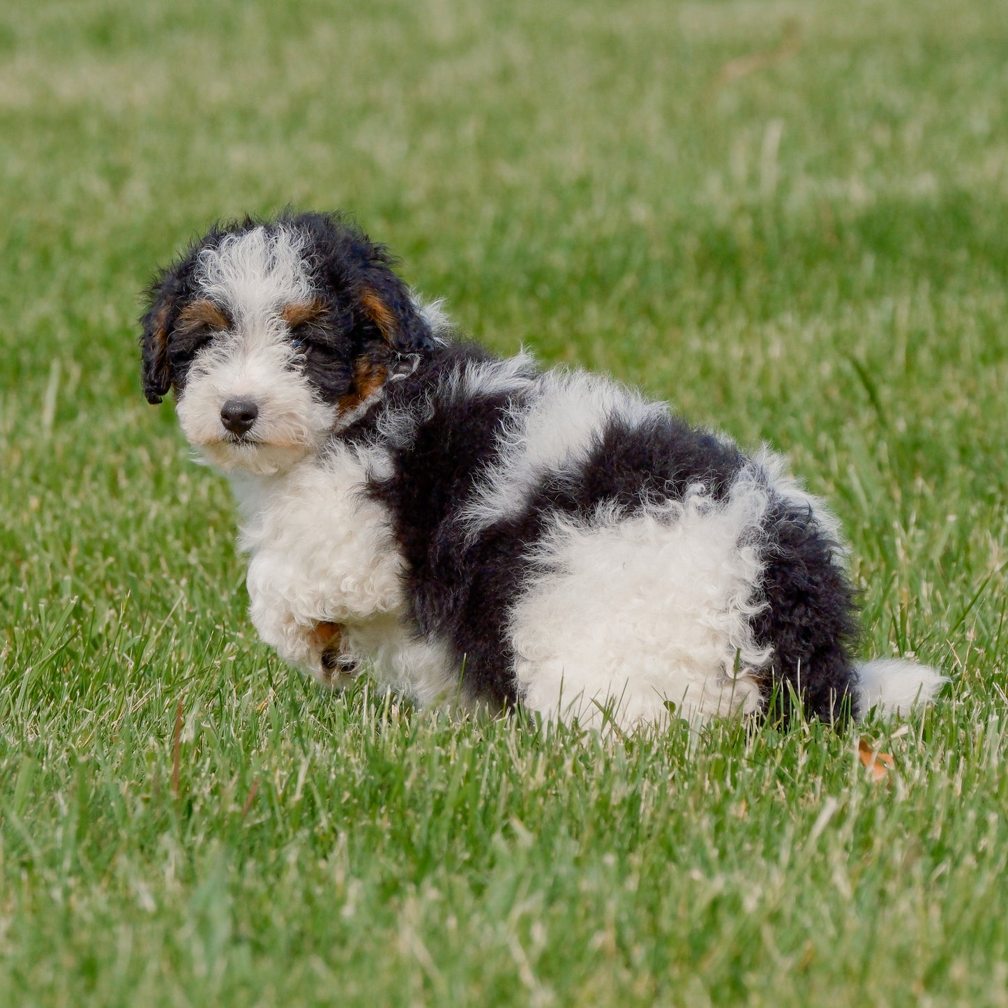 F1B-Mini-Bernedoodle