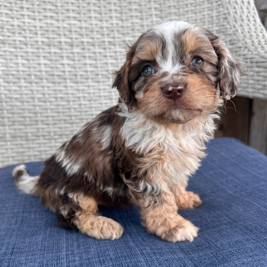 Chocolate-Merle-Pups