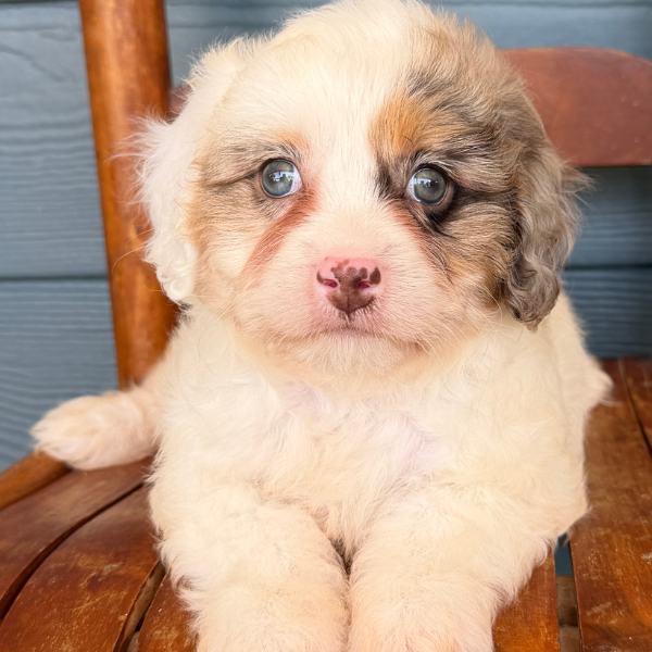 Cavapoo-Puppy