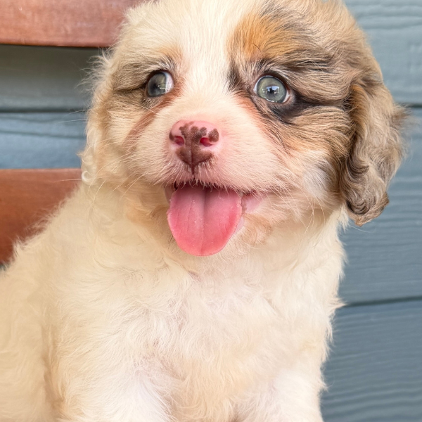 Cavapoo-Puppy