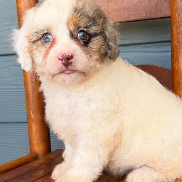Cavapoo-Puppy