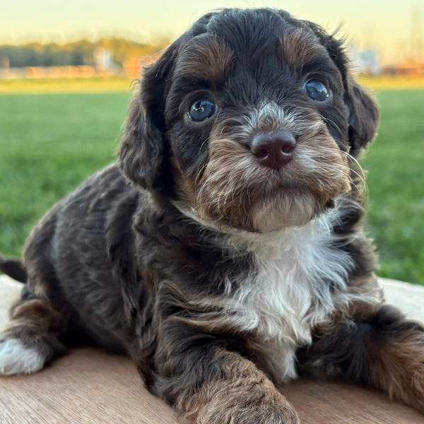 Chocolate-Tri-Color