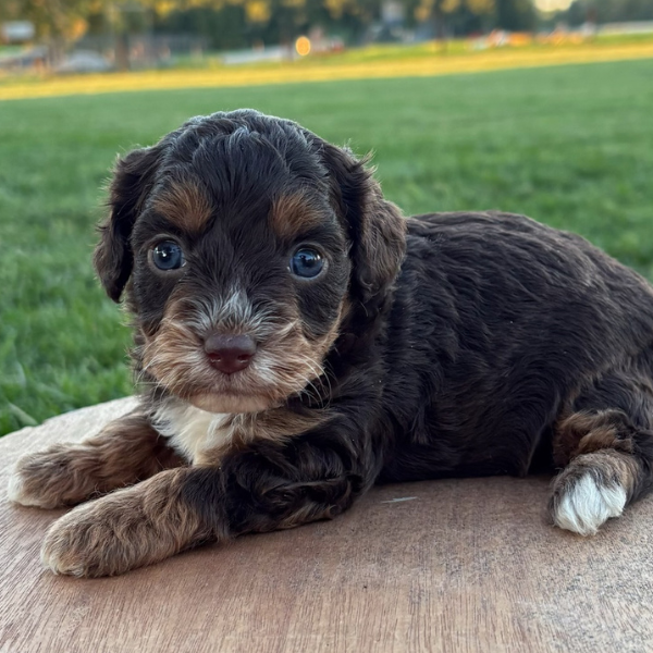Chocolate-Tri-Color