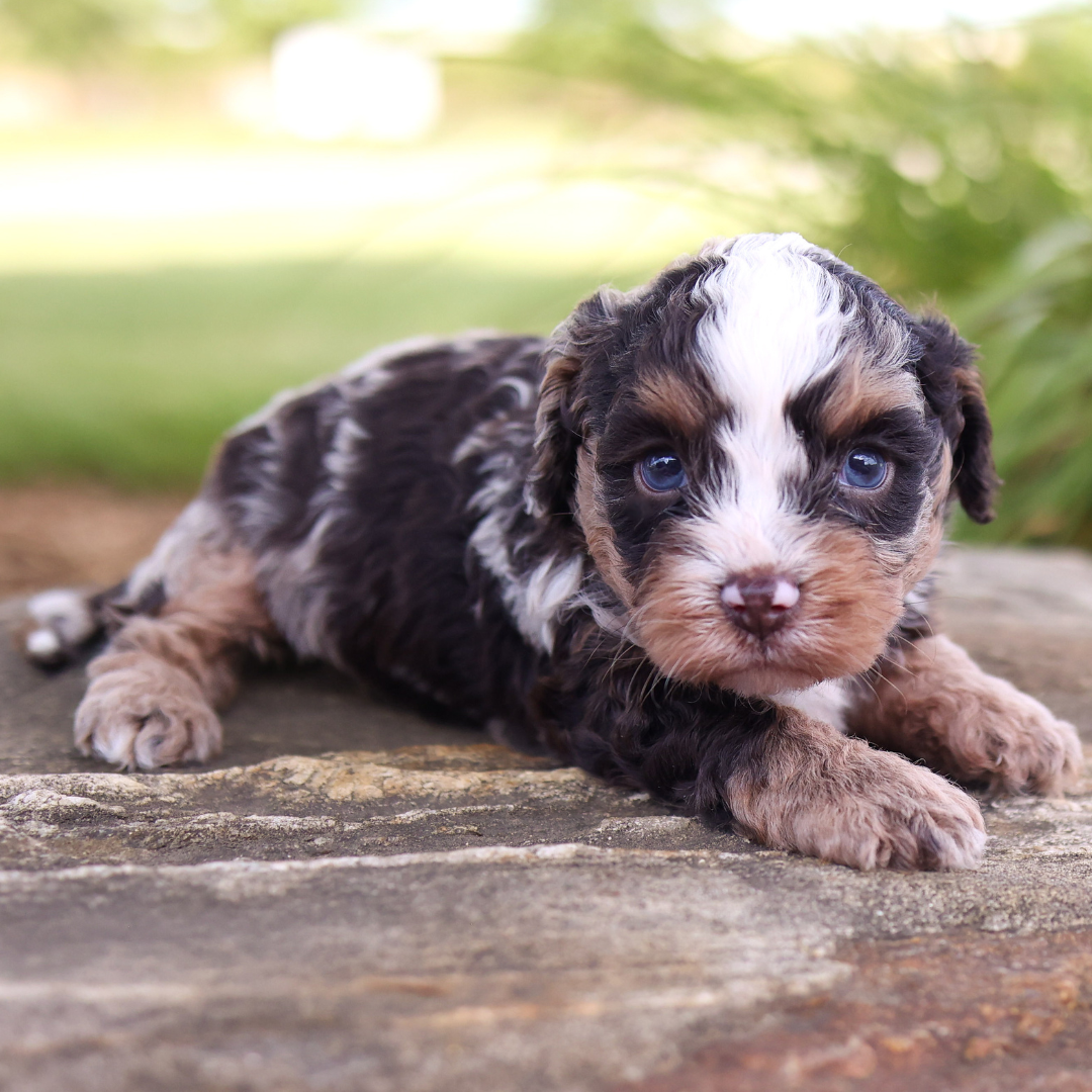 cavapoo-puppies