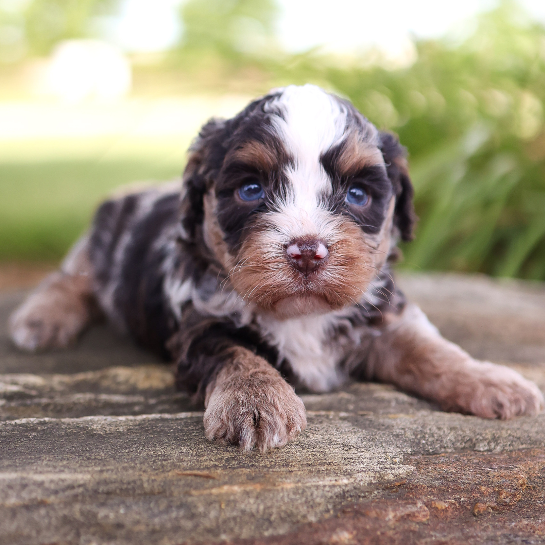 cavapoo-puppies