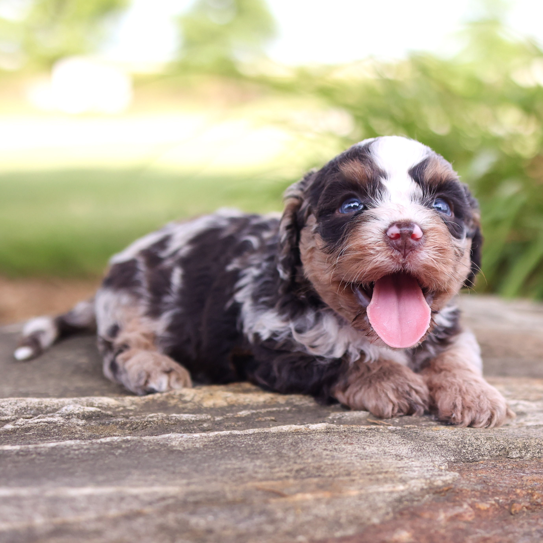 cavapoo-puppies