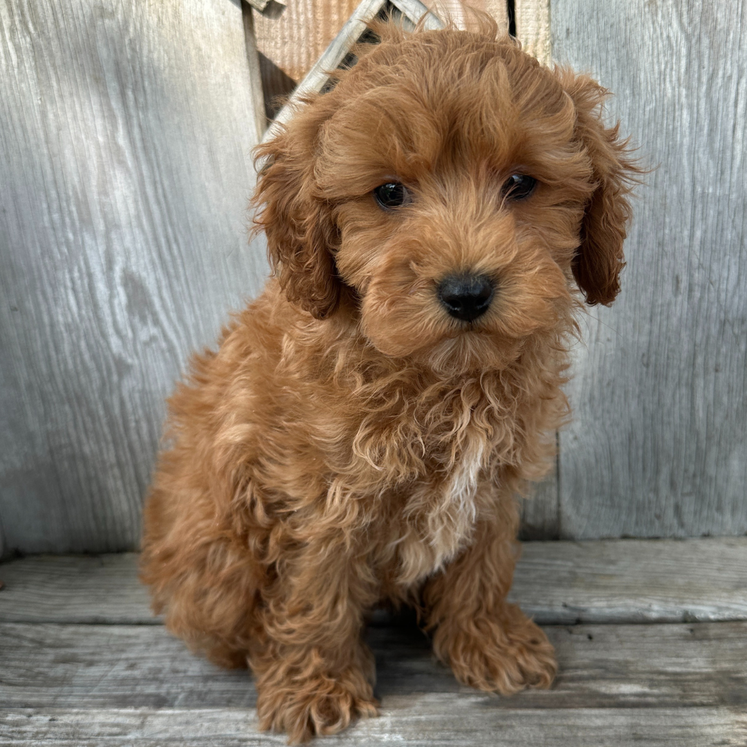 Cavapoo-Puppies
