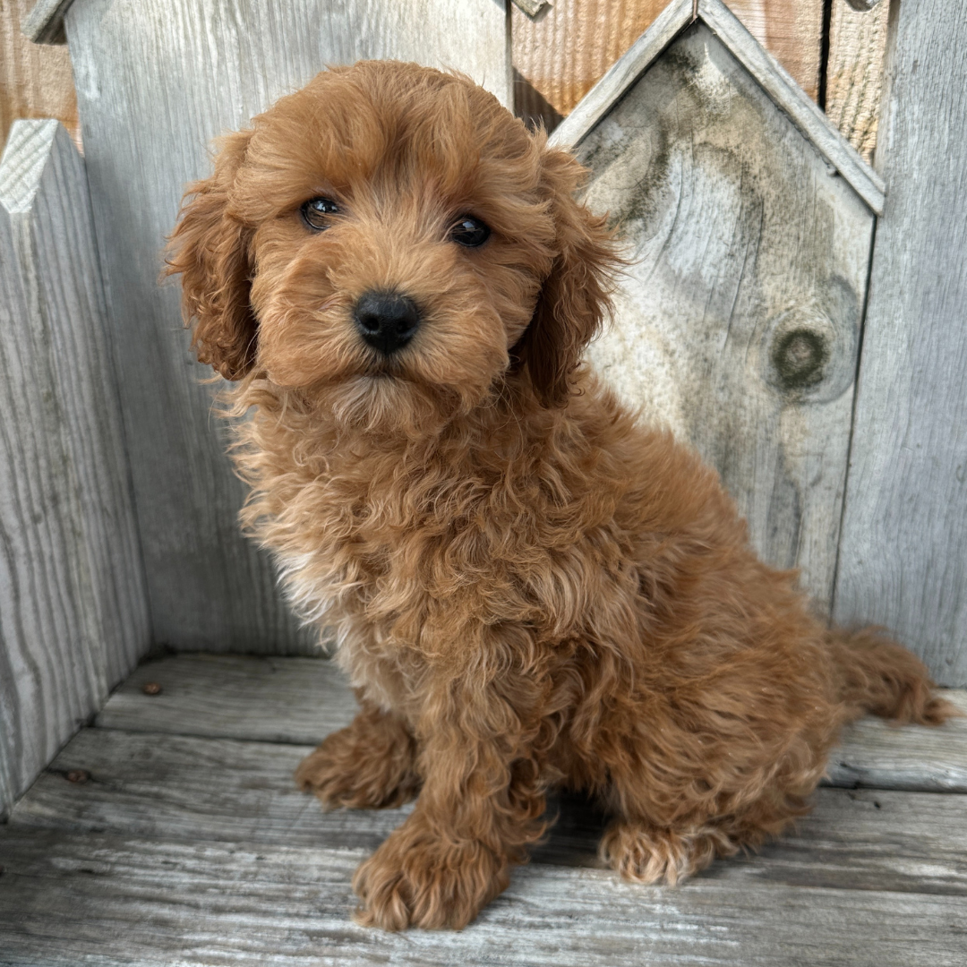 Cavapoo-Puppies