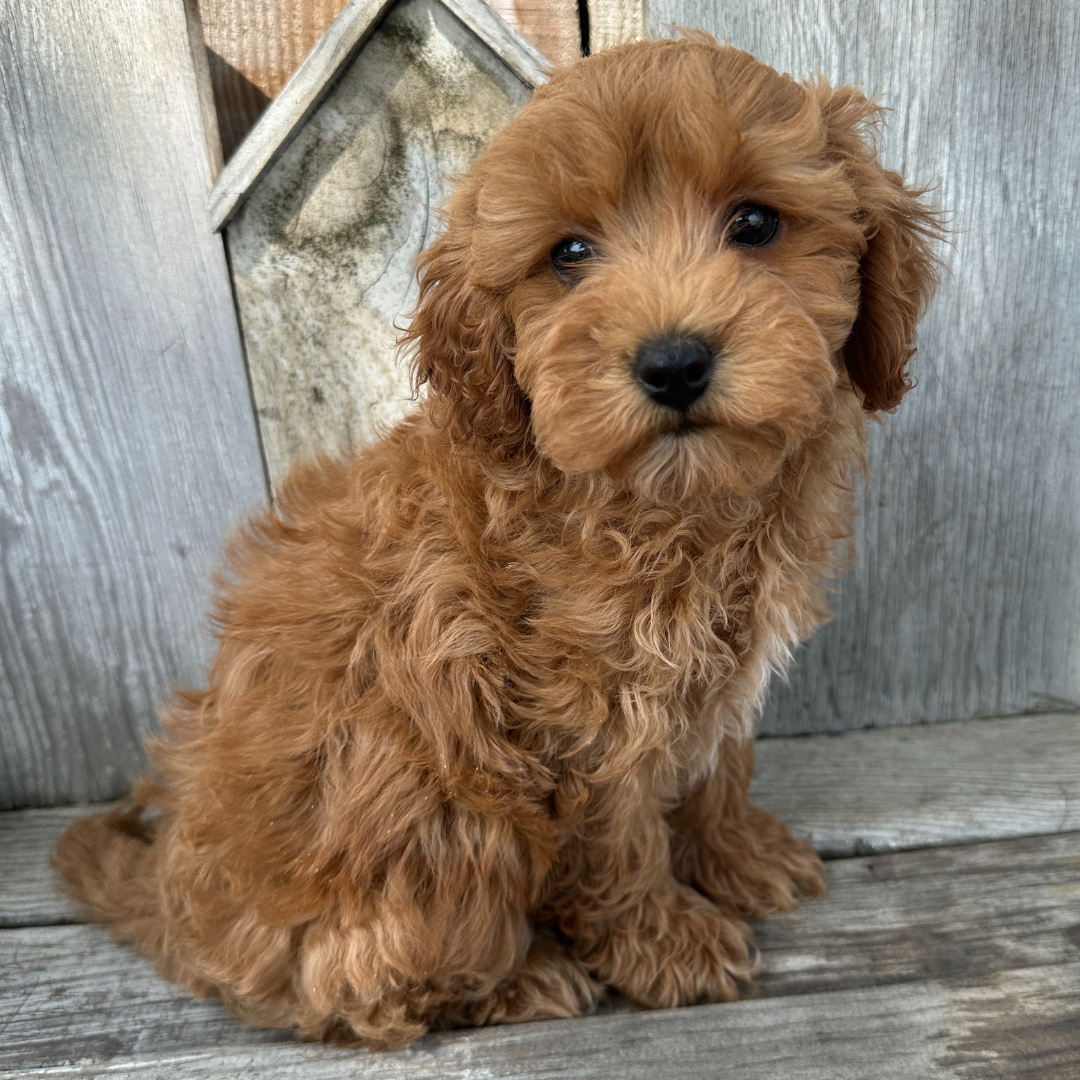 Cavapoo-Puppies
