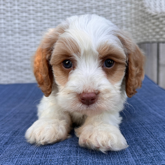Toffee