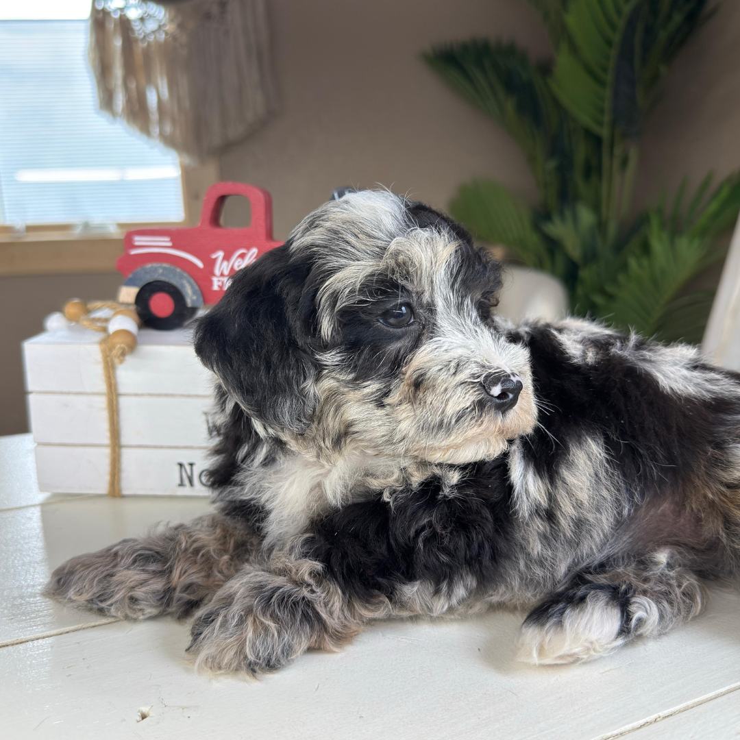 Cavapoo-Puppies