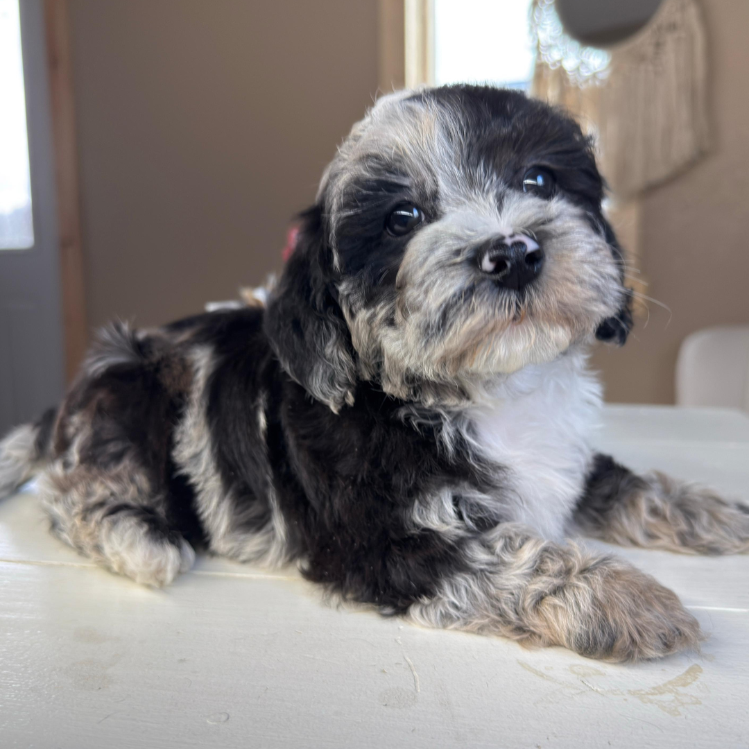 Cavapoo-Puppies