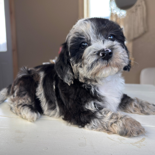 Cavapoo-Puppies