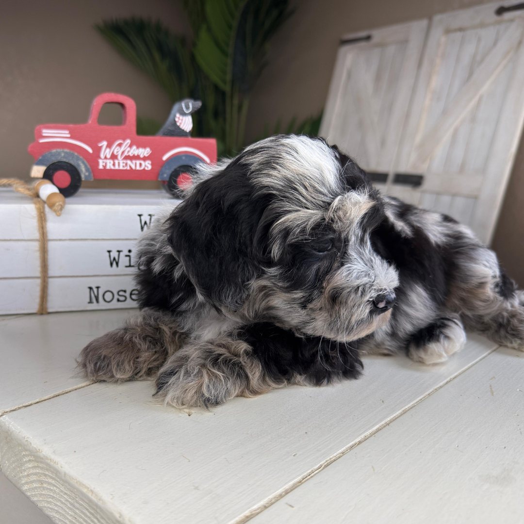 Cavapoo-Puppies