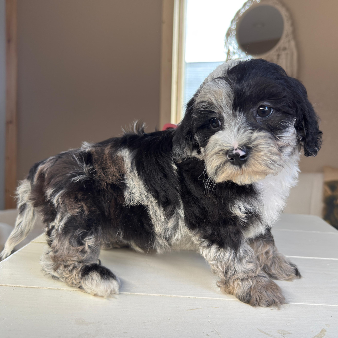 Cavapoo-Puppies