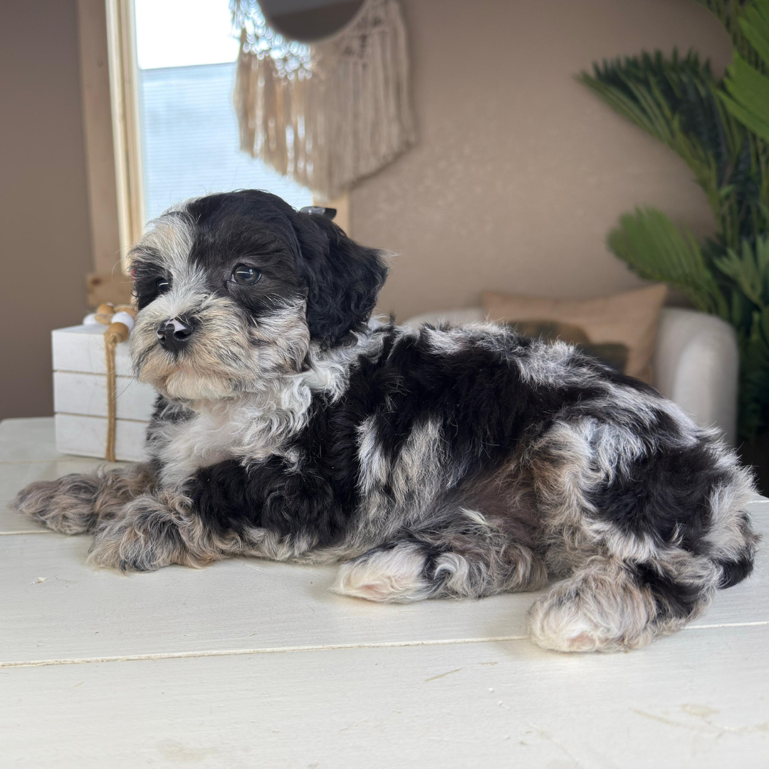 Cavapoo-Puppies