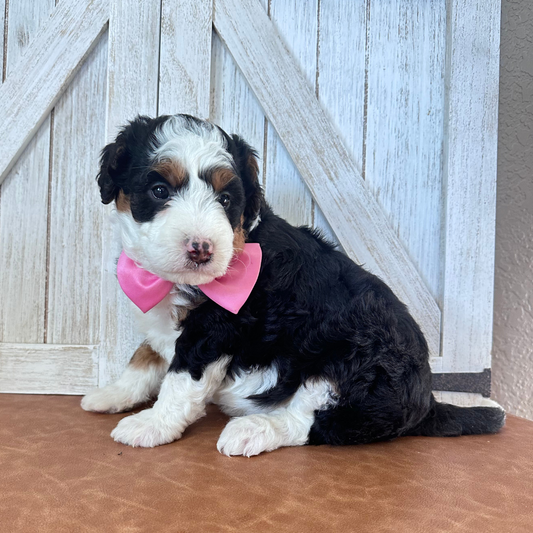 Mini-Bernedoodles-Puppies