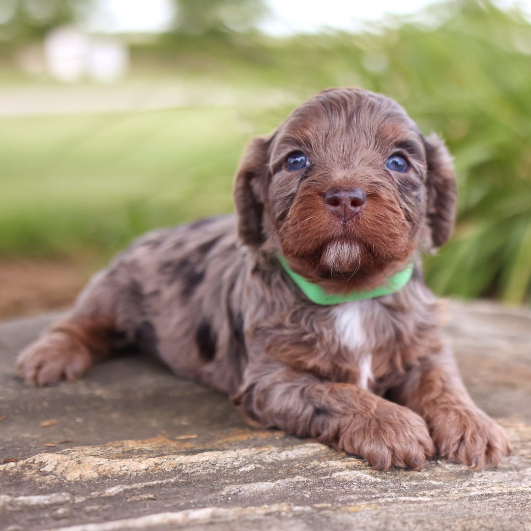 cavapoo-puppies