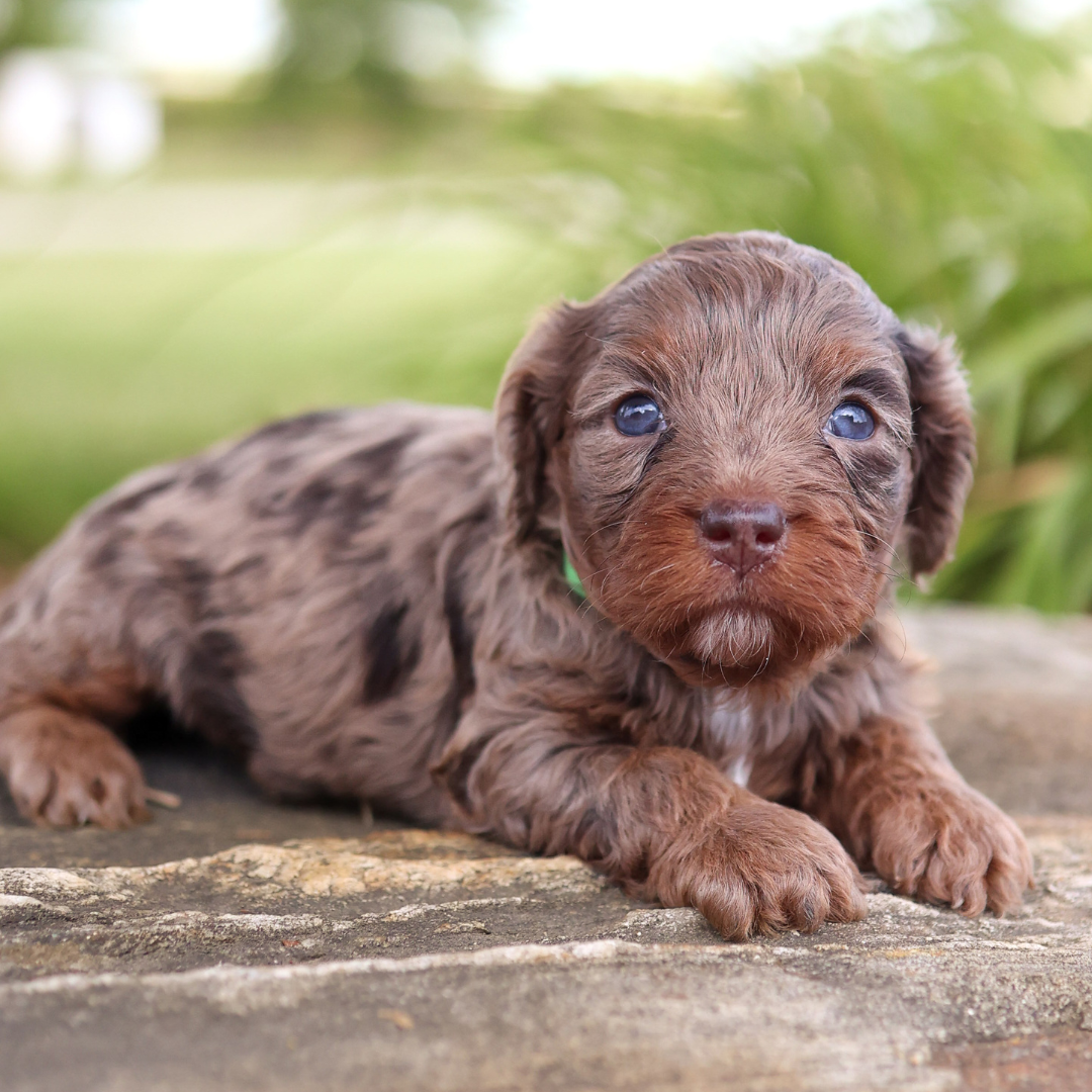 cavapoo-puppies