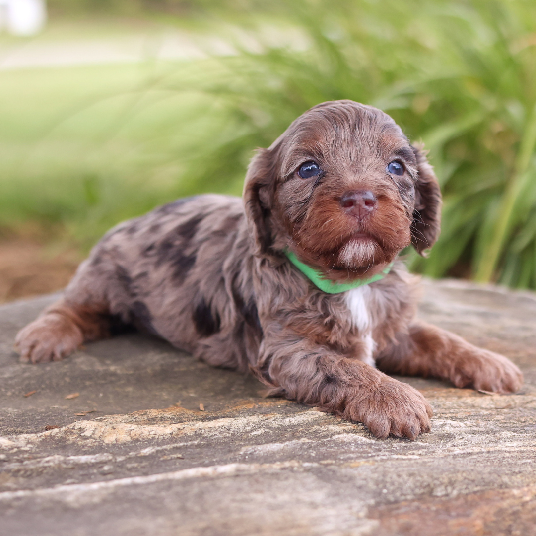 Violet Rafter All Puppies – Rafter E Pups