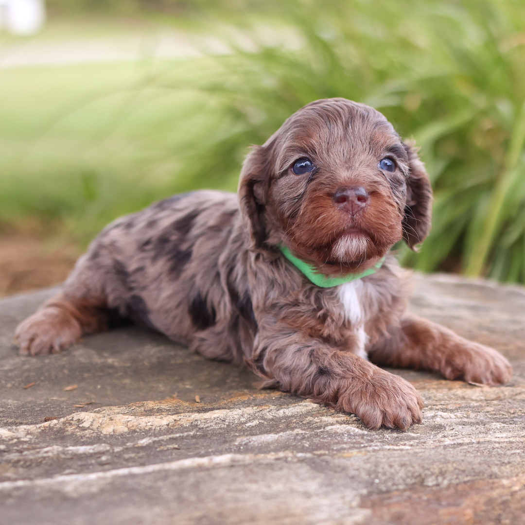 cavapoo-puppies