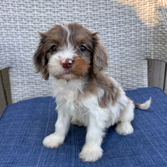 Chocolate-Merle-Cavapoo