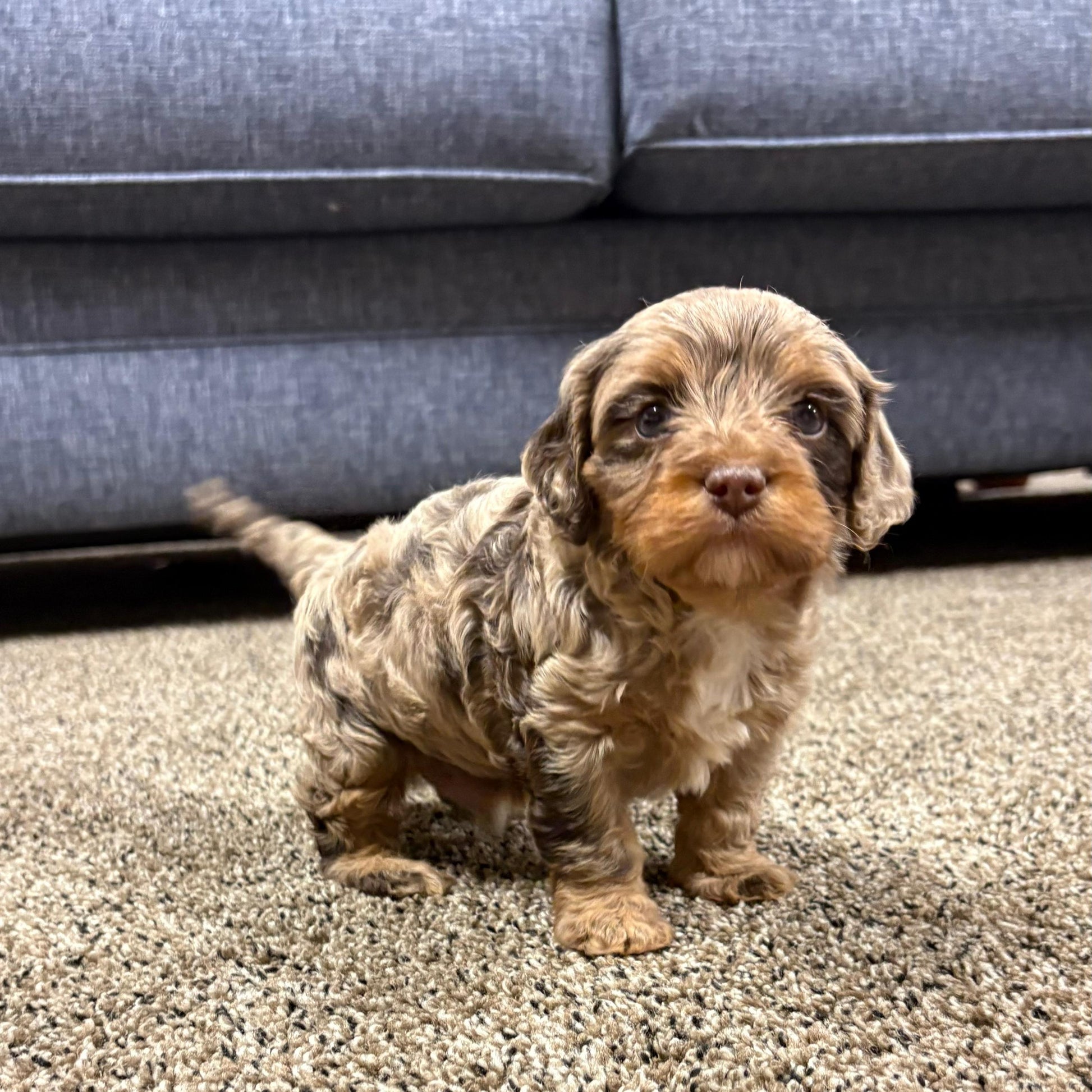Chocolate-Merle-Cavapoo