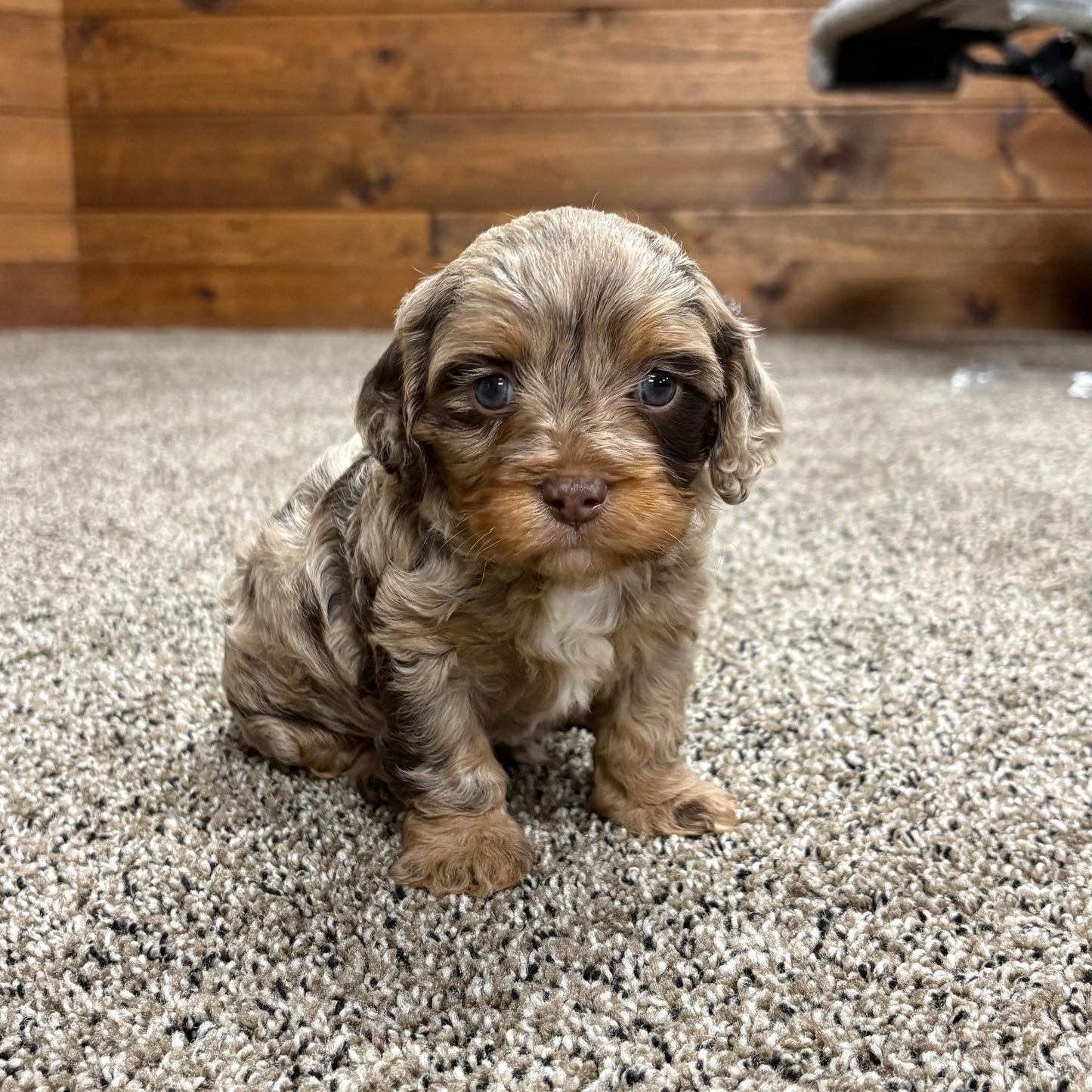 Chocolate-Merle-Cavapoo