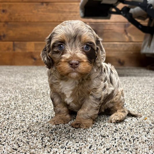 Chocolate-Merle-Cavapoo