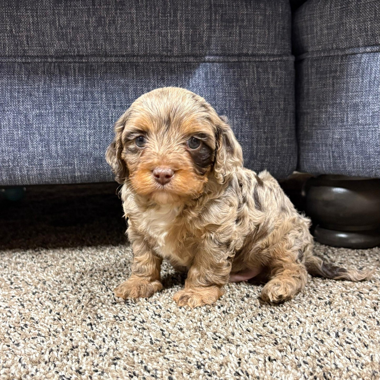 Chocolate-Merle-Cavapoo