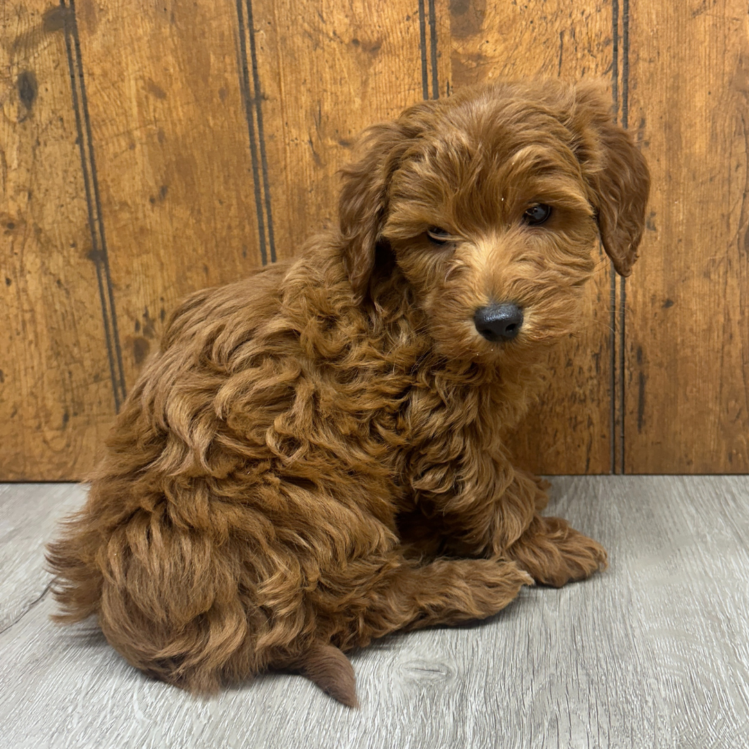 Micro-Goldendoodle-Puppy