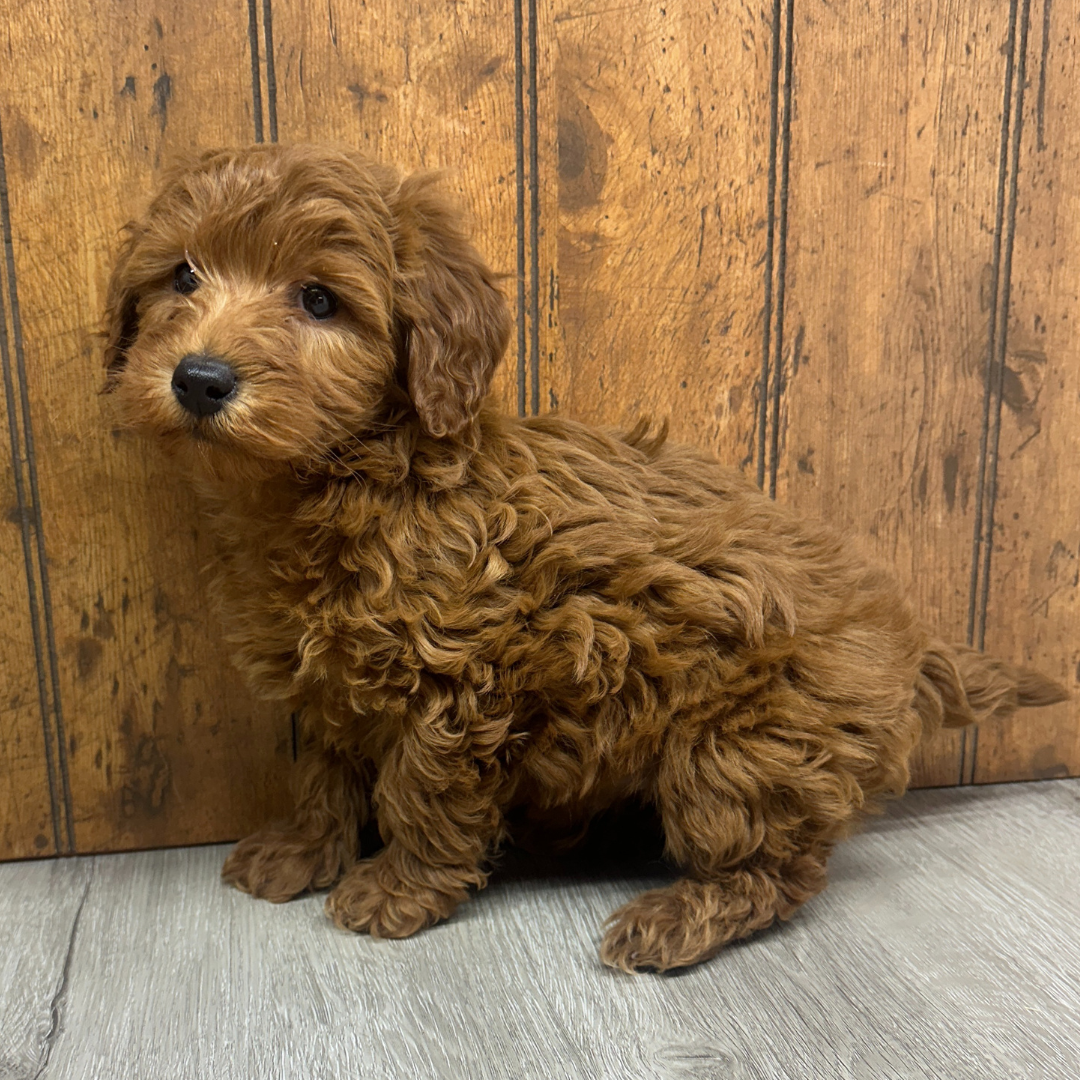 Micro-Goldendoodle-Puppy