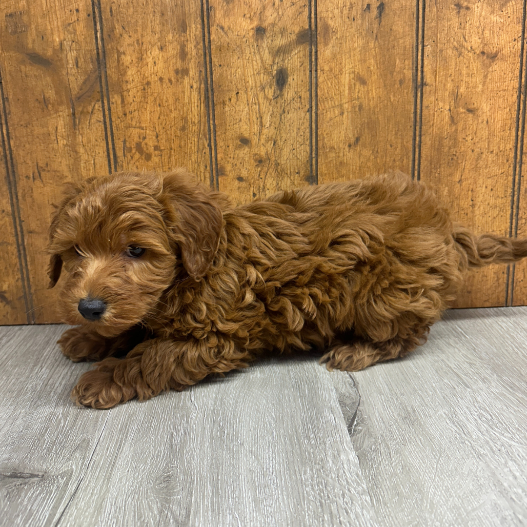 Micro-Goldendoodle-Puppy