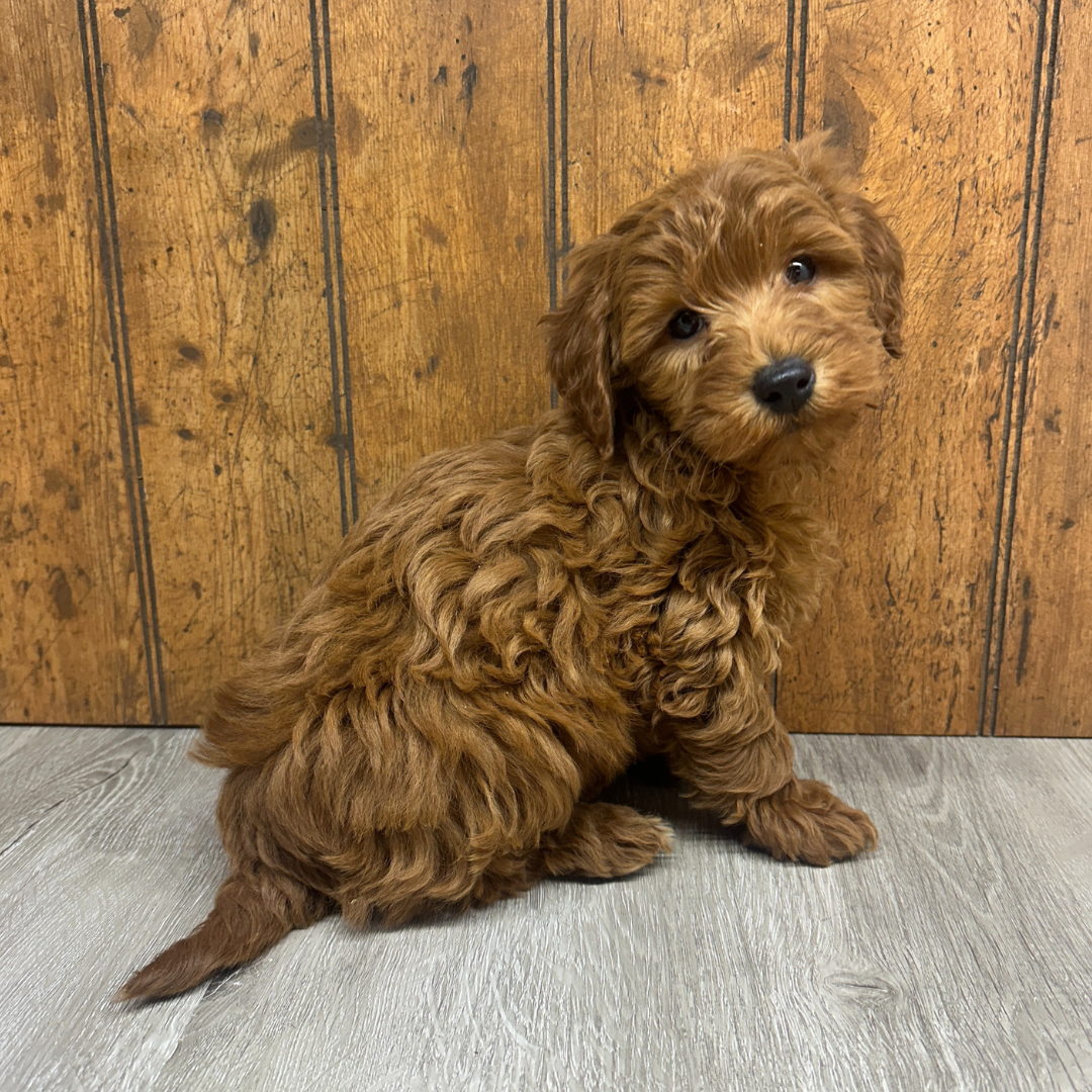 Micro-Goldendoodle-Puppy