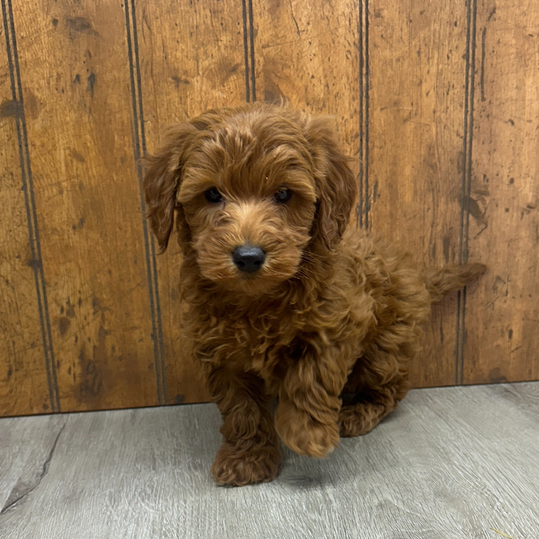 Micro-Goldendoodle-Puppy