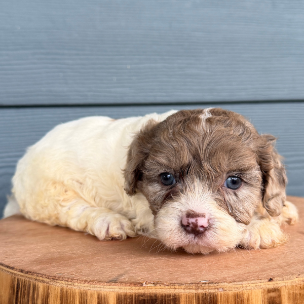 Chocolate-Merle-Pup